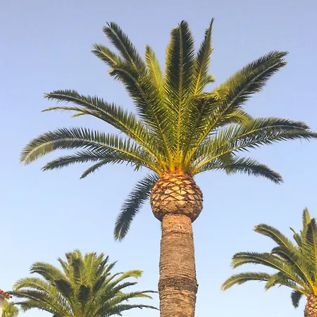 El Palmar 183 * Dénia